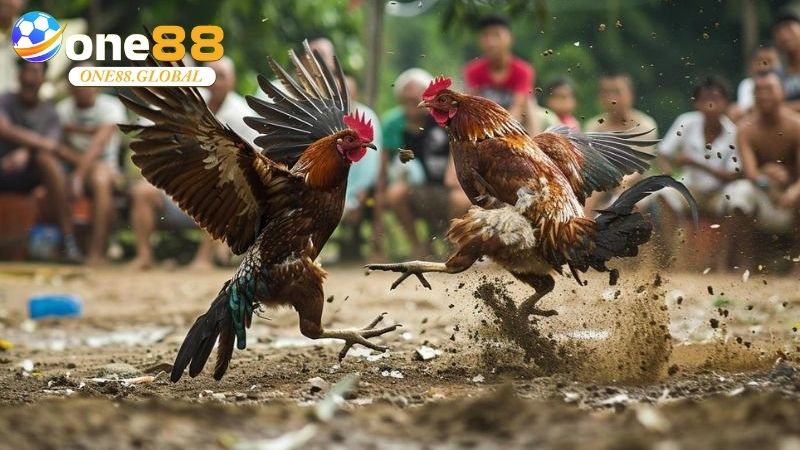 Đá Gà Campuchia: Thế Giới Cá Cược, Kinh Nghiệm 3 Đá Gà Campuchia