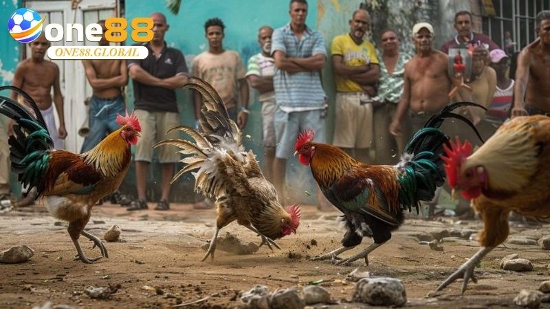 Đá Gà Campuchia: Thế Giới Cá Cược, Kinh Nghiệm 2 Đá Gà Campuchia