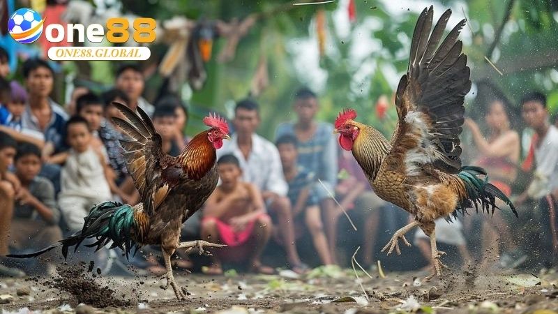 Đá Gà Campuchia: Thế Giới Cá Cược, Kinh Nghiệm 1 Đá Gà Campuchia