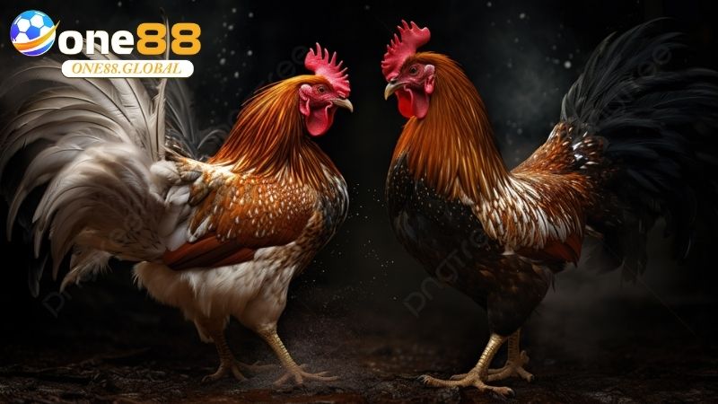 Đá Gà Cựa Dao: Khám Phá Thế Giới Cá Cược Đỉnh Cao Cùng One88 1 Đá Gà Cựa Dao