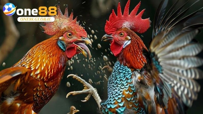 Đá Gà Cựa Sắt: Chuyên Nghiệp, Kịch Tính Và An Toàn Tại One88 3 Đá Gà Cựa Sắt