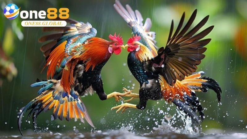 Đá Gà Cựa Sắt: Chuyên Nghiệp, Kịch Tính Và An Toàn Tại One88 1 Đá Gà Cựa Sắt