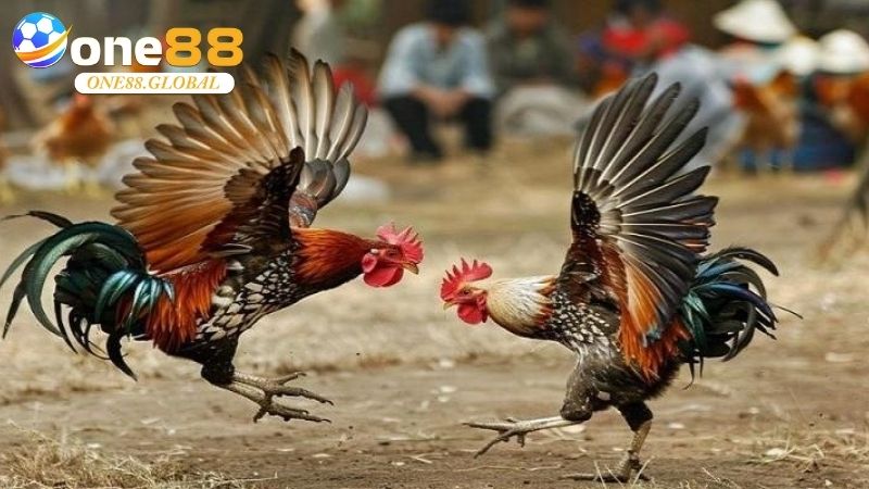 Đá Gà One88