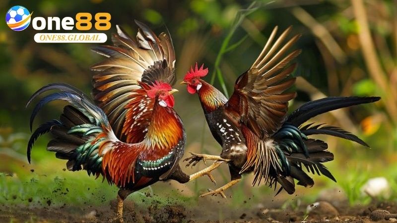 Đá Gà Philippines: Trải Nghiệm Đỉnh Cao Cá Cược Uy Tín Cùng One88 3 Đá Gà Philippines