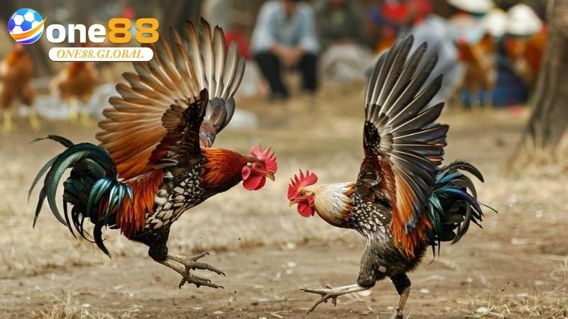 Đá Gà Philippines: Trải Nghiệm Đỉnh Cao Cá Cược Uy Tín Cùng One88 2 Đá Gà Philippines