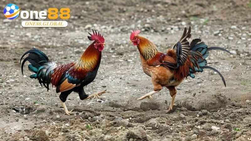 Đá Gà Thomo: Khám Phá Thế Giới Cá Cược Đỉnh Cao Cùng One88 Năm 2025 3 Đá Gà Thomo