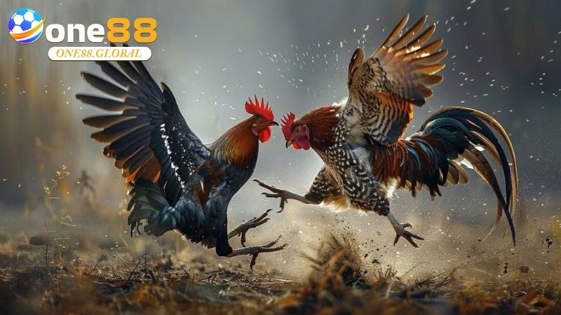 Đá Gà Thomo: Khám Phá Thế Giới Cá Cược Đỉnh Cao Cùng One88 Năm 2025 2 Đá Gà Thomo