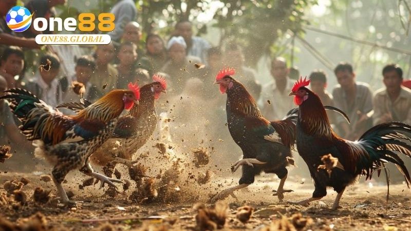 Đá Gà Thomo: Khám Phá Thế Giới Cá Cược Đỉnh Cao Cùng One88 Năm 2025 1 Đá Gà Thomo