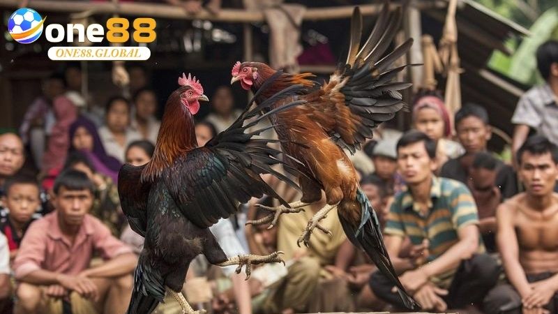 Kèo Đá Gà: Bí Quyết Chọn Kèo Chuẩn Tại One88 Cho Người Mới 2 Kèo Đá Gà