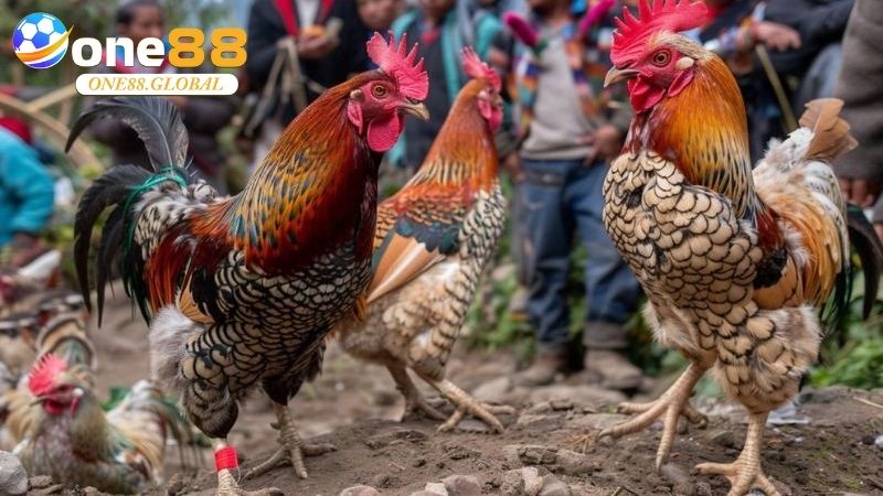 Trường Gà: Khám Phá Sân Chơi Đỉnh Cao, Hiểu Đúng 3 Trường Gà