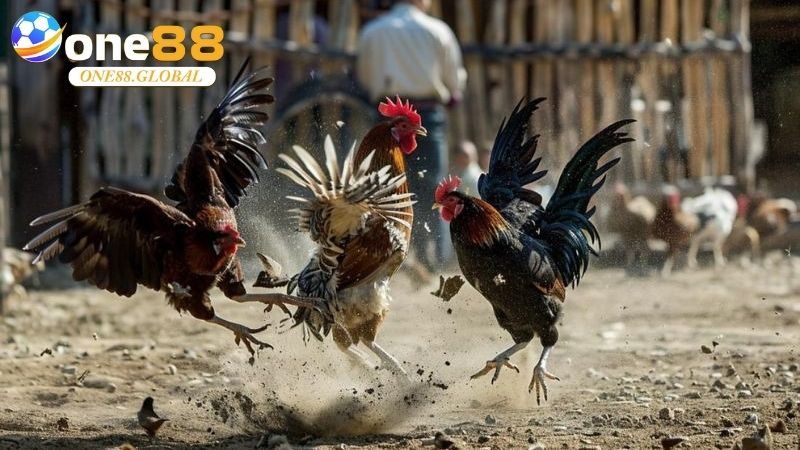 Trường Gà: Khám Phá Sân Chơi Đỉnh Cao, Hiểu Đúng 1 Trường Gà